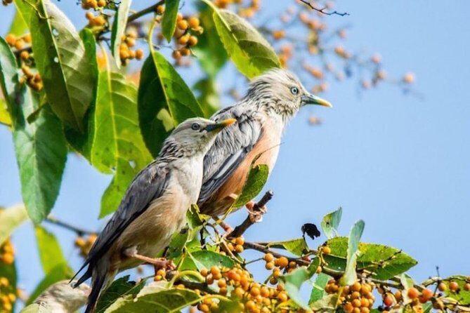 Phulchoki bird-watching tour - Key Points