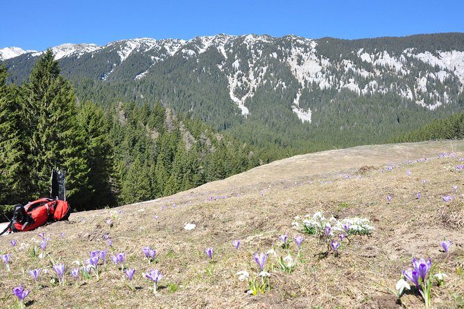 Piatra Craiului National Park Private Hiking Tour from Brasov - Final Thoughts: Who Is This Tour Best For?