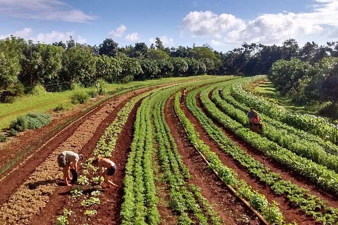 Pick and Taste Tropical Fruit - Exploring the “Pick and Taste Tropical Fruit” Tour: A Fresh Perspective on Kauai’s Orchards