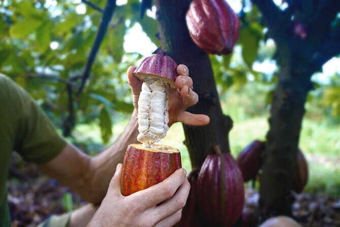 Pick and Taste Tropical Fruit - The Introduction to Kauai’s Fruit Paradise
