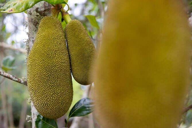 Pick and Taste Tropical Fruit - Detailed Breakdown of the Itinerary