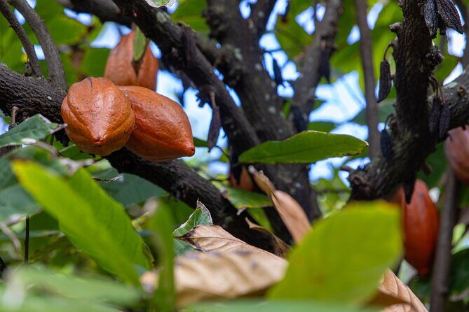 Pick and Taste Tropical Fruit - What Fruits Will You Encounter?