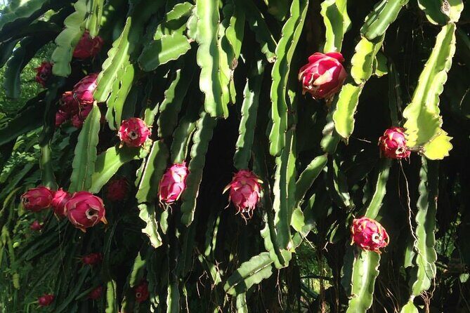 Pick and Taste Tropical Fruit - The Value of This Tour