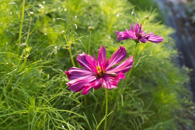 Pick Your Own Flowers on the Farm - FAQ