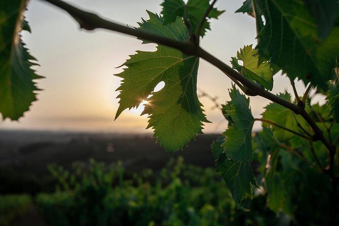 Picnic in the countryside in the heart of Chianti - Itinerary Breakdown: What Makes This Picnic Special