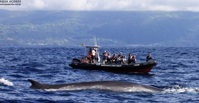 Pico Island: Azores Whale & Dolphin Watching on Zodiac Boat - Introduction: An Adventure Worth Considering