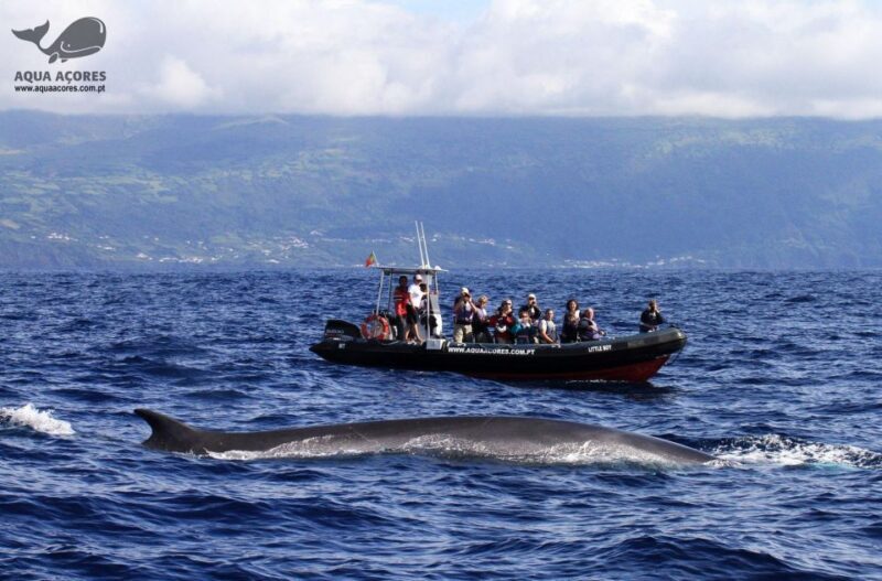 Pico Island: Azores Whale & Dolphin Watching on Zodiac Boat - Authentic Experiences Reflected in Reviews