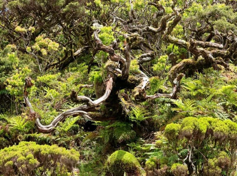 Pico island: discover the volcanic jewel of the Atlantic - Key Points