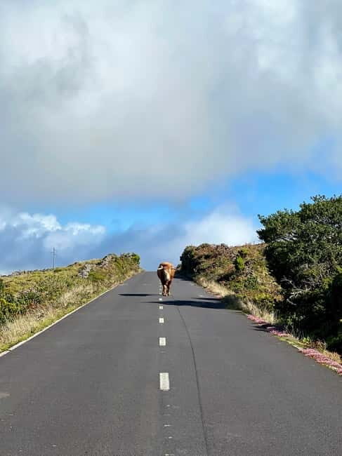 Pico Island: Lagoons and Mysterious Lava Tunnels Guided Tour - Final Thoughts: Is This Tour for You?
