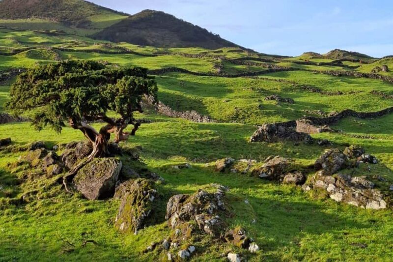 Pico Island: Private Highlights Tour - An In-Depth Look at the Pico Island Highlights Tour