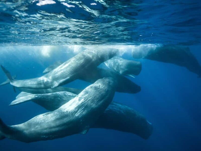 Pico Island: Whale Watching Experience from Lajes do Pico - Key Points