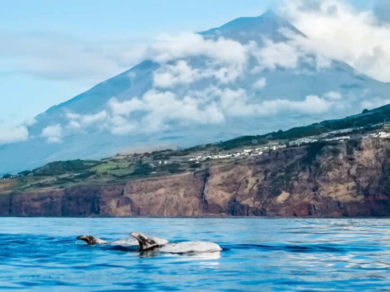 Pico Island: Whale Watching Experience from Lajes do Pico - The Itinerary