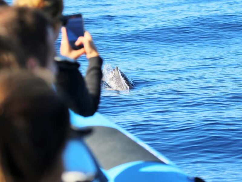Pico Island: Whale Watching Experience from Lajes do Pico - The Experience & Its Value