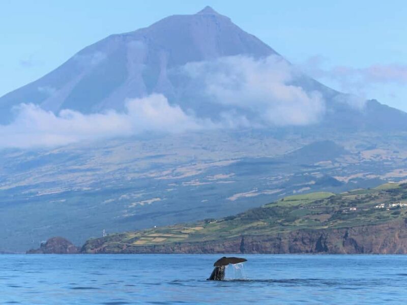 Pico Island: Whale Watching Experience from Lajes do Pico - The Practical Side