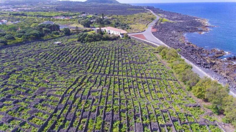 Pico Island: Wine and Vineyards Tour with Tasting - Visiting a Traditional Wine Cooperative