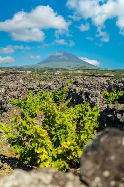 Pico Island: Wine and Vineyards Tour with Tasting - Final Thoughts: Is This Tour Worth It?