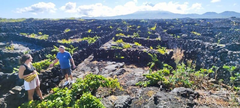 Pico Wine Tours - Key Points