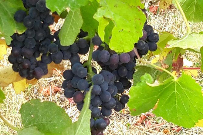 Picton Cruise Ship Shore Excursion Marlborough Wine Tour - Final Thoughts