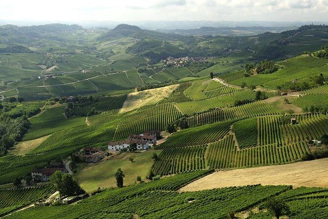 Piemonte Vineyards by Yourself from Turin - Business Car with English Chauffeur - An In-Depth Look at the Piemonte Vineyards Experience