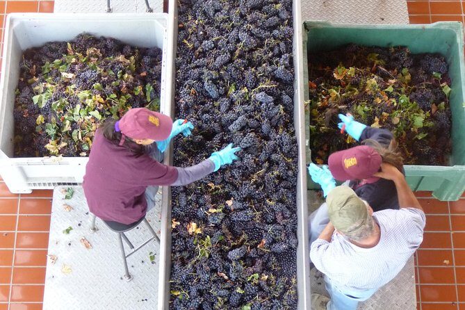 Pienza, Montalcino, Brunello Wine and Pecorino Cheese PRIVATE TOUR from FLORENCE - Practicalities and Comfort