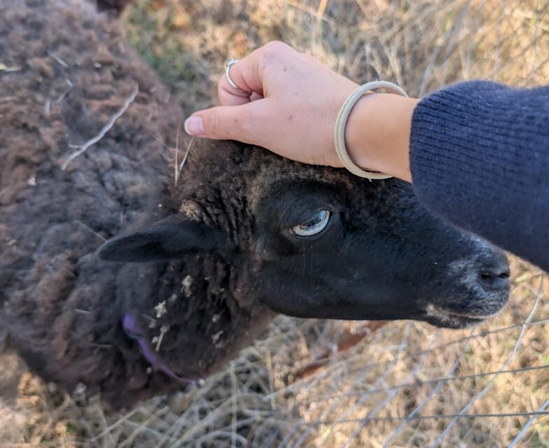 Pienza: Sheep and Chickens Tour w/Gourmet Lunch at Farmhouse - Who Is This Tour Best For?