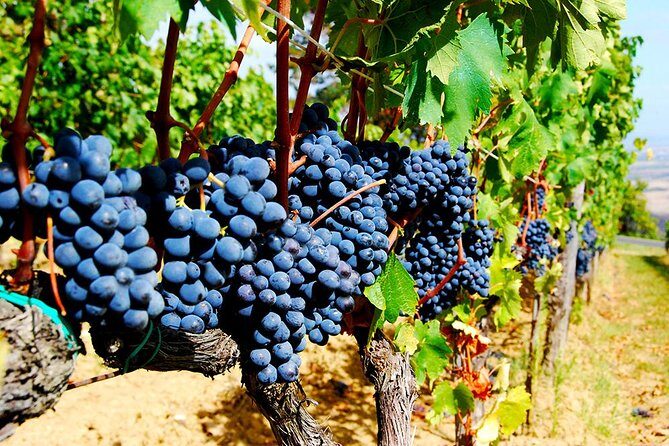 Pienza, Val d'Orcia, Montalcino wine and Pecorino cheese PRIVATE TOUR from SIENA - Frequently Asked Questions