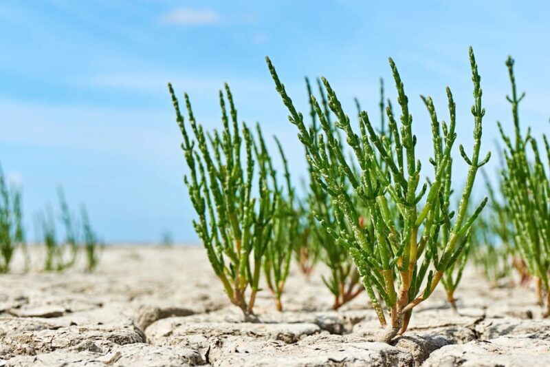 Pieterburen: Wadden Sea Mudflats Guided Walking Tour - Frequently Asked Questions