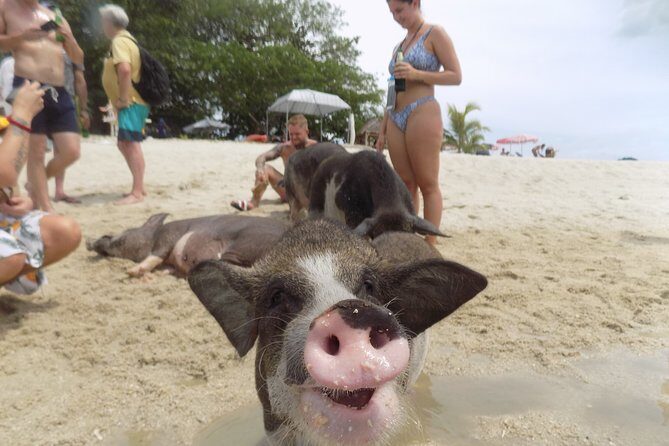 Pig Island Snorkeling & Sightseeing Tour By Speedboat From Koh Samui - In-Depth Review of the Pig Island Snorkeling & Sightseeing Tour