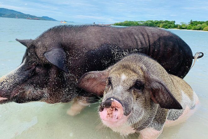 Pig Island Snorkeling & Sightseeing Tour By Speedboat From Koh Samui - Who Would Love This Tour?