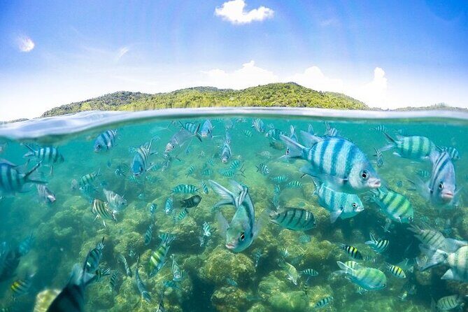 Pig Island Tour by Speedboat with Snorkeling - FAQs