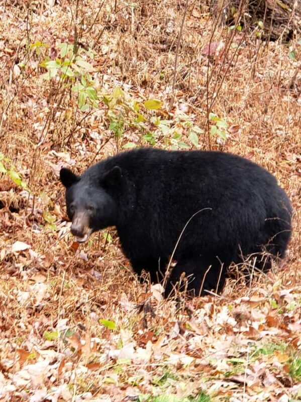 Pigeon Forge: Smokies Adventure Loop Guided Tour - Introduction: Who Is This Tour For?