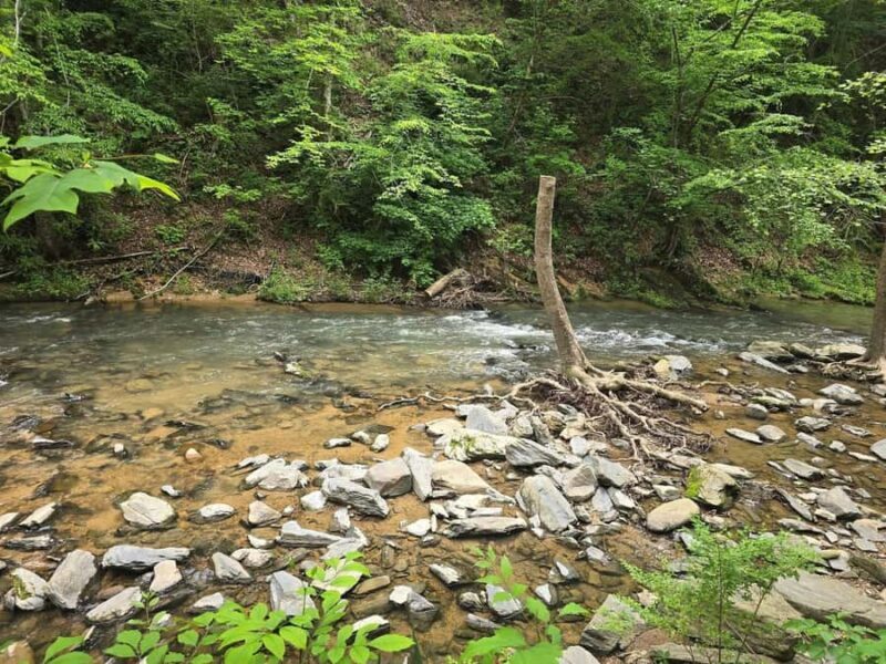 Pigeon Forge: Smoky Bear Discovery Tour - The Sum Up: Who Will Love the Smoky Bear Discovery Tour?