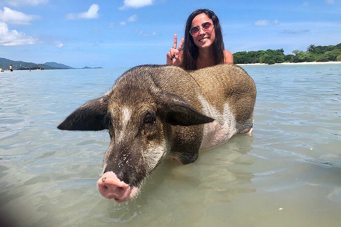 Pigs Island exclusive Semi VIP - The Experience in Detail