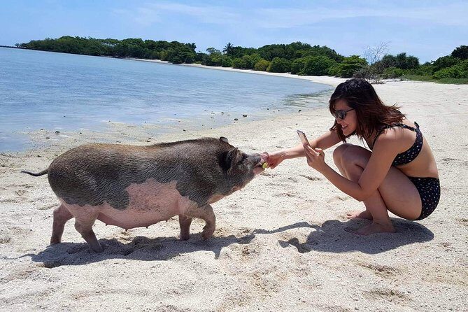 Pigs Island exclusive Semi VIP - FAQs