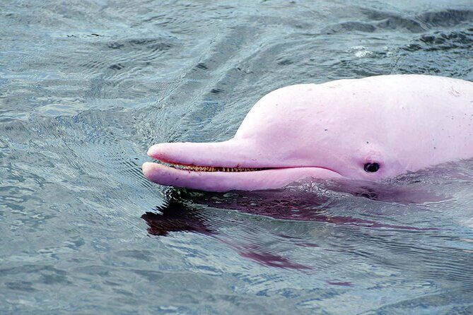 Pink Dolphin Spotting & Snorkelling Day Tour At Pigs Island - An Honest Look at the Experience