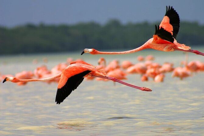 Pink Lake Lagoon and Rio Lagartos Tour from Playa del Carmen - FAQ