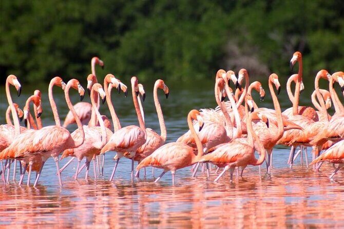 Pink Lake Lagoon and Rio Lagartos Tour from Playa del Carmen - Final Words