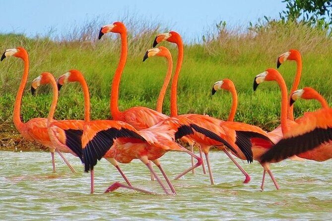 Pink Lake Las Coloradas + Rio Lagartos Reserve! Transportation from Cancun - Who Is This Tour Best For?