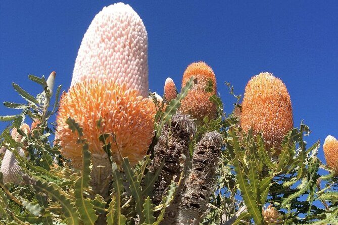 Pinnacles Day Tour - Transportation and Group Size