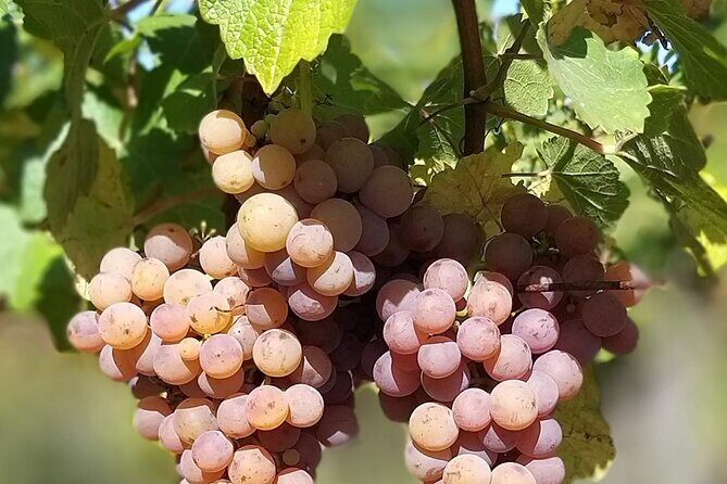 Pinot Noir & Pinot Wine Tour to Baden-Württemberg - Stop 1: Family Winery in Bad Krozingen