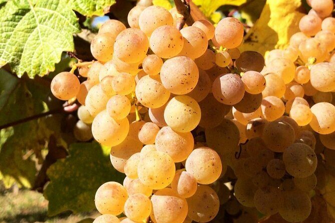 Pinot Noir & Pinot Wine Tour to Baden-Württemberg - Authentic Experiences and Guest Comments