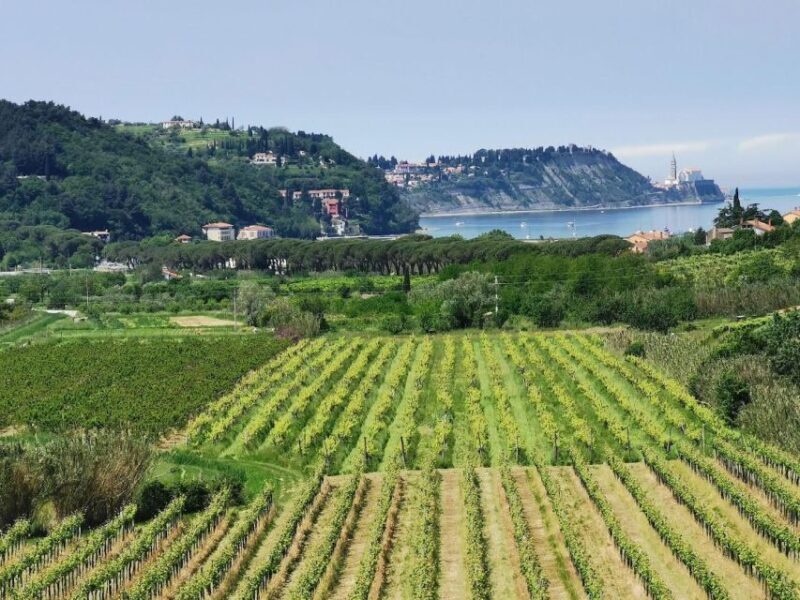 Piran: 5-Course Boutique Food Tour with Electric Bikes - The Experience: An In-Depth Look