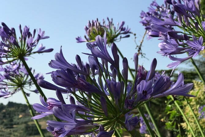 Pitti Palace, Boboli and Bardini gardens Tour with a local Guide - Challenges to Keep in Mind