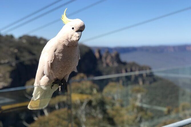 PJ Blue Mountains Supreme [Private Charter] - What to Expect on the Tour