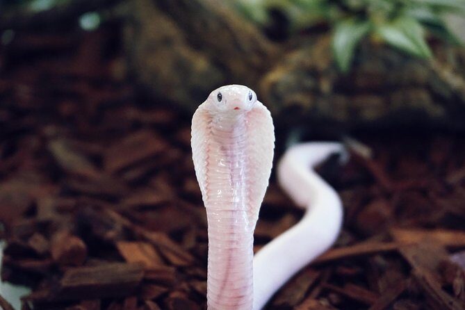 Planet Exotica entrance ticket - A Deep Dive into the Experience