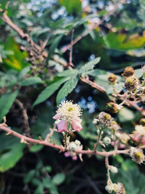 Plants and natural elements for Witchcraft and Tarot - Final Thoughts