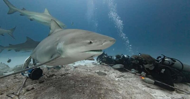 Playa del Carmen: Bull Shark Encounter - Practical Tips for Participants