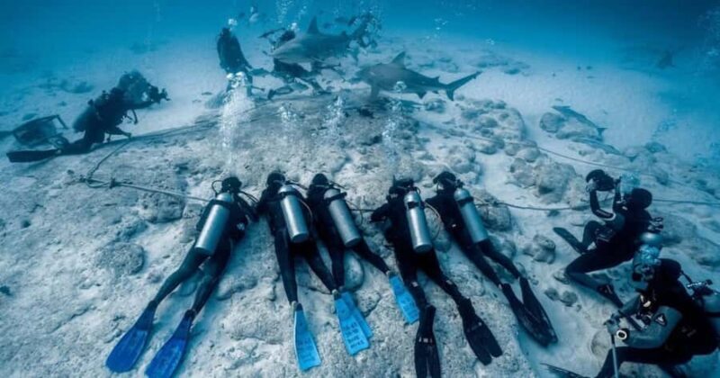 Playa del Carmen: Bull Shark Encounter - FAQ