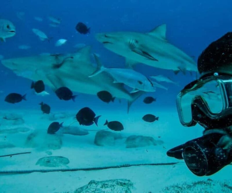Playa del Carmen: Bull Sharks Encounter & Reef - 2 Dives - An In-Depth Look at the Playa del Carmen Bull Sharks & Reef Tour