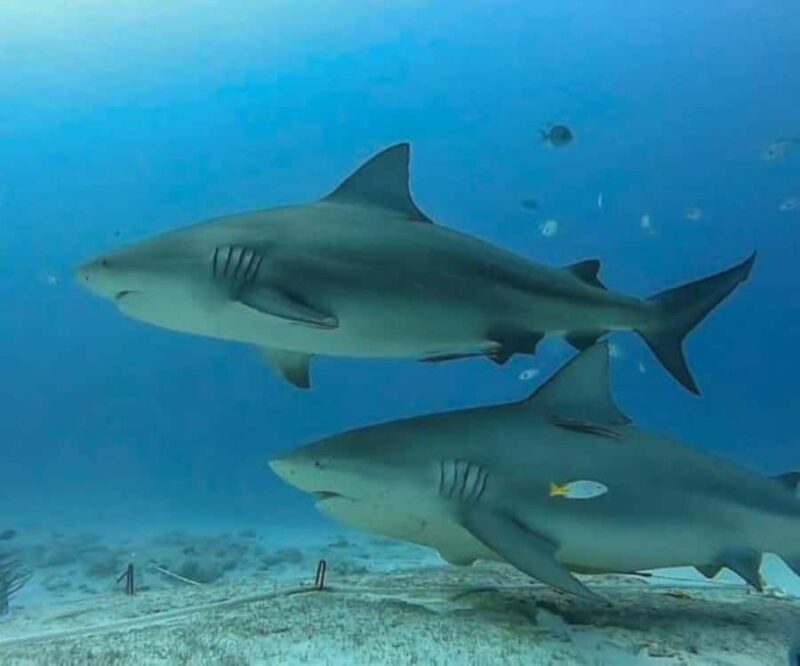 Playa del Carmen: Bull Sharks Encounter & Reef - 2 Dives - Frequently Asked Questions